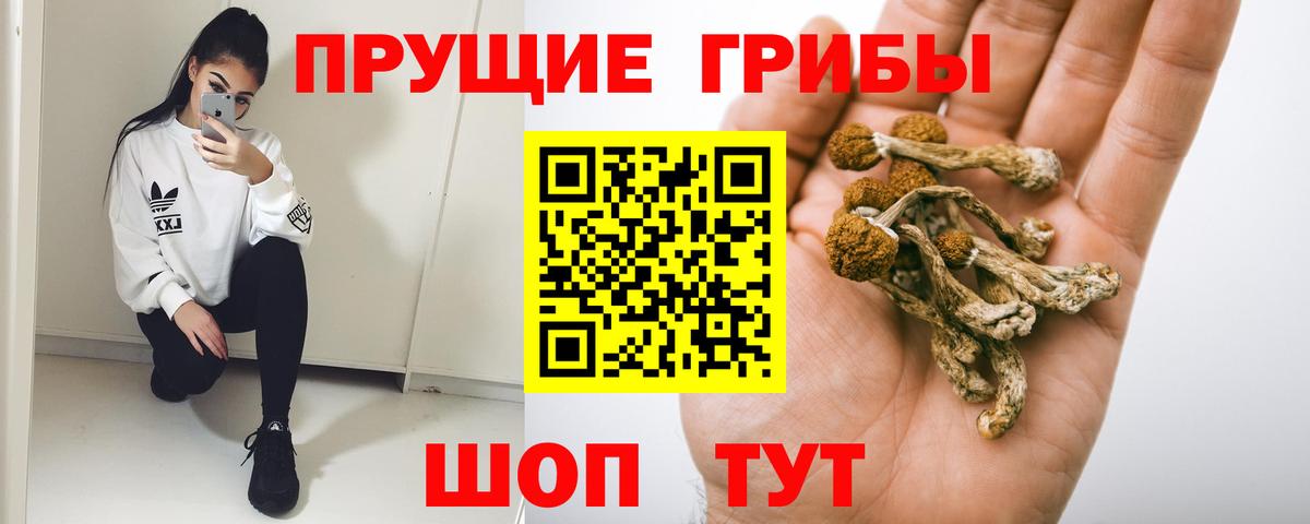 Калининград  Псилоцибиновые грибы прущие грибы  Вход с VPN 